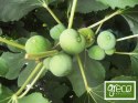 Figi suszone 500g BIO