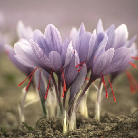 Krocus Kozanis herbata zielona z imbirem, lukrecjąi i szafranem (10 torebek) 18g